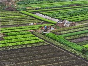 农业AI新突破！全球首个梨产业大模型“棃想”与首个大豆大模型“丰菽”在安徽合肥正式发布