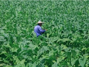 First Chinese Agricultural Cultivation Model Released, Smart Agriculture Enters a New Phase!
