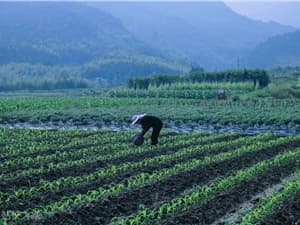 ​我国首个农耕大模型问世，助力耕地保护与监测