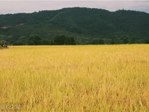 科技赋能农业：我国科学家重磅发布大豆垂直大模型「丰菽」2.0