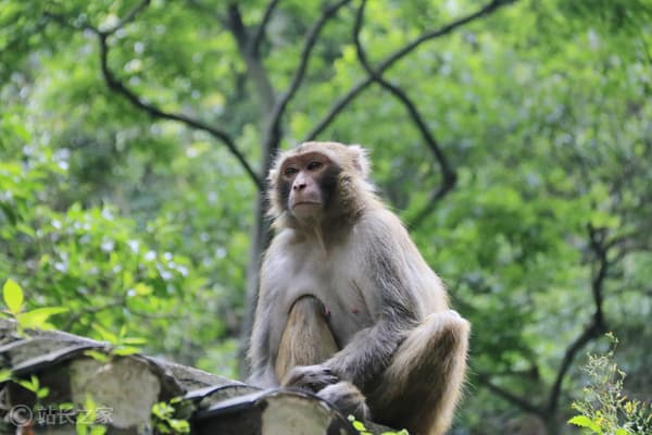 谷歌發佈 SpeciesNet AI 模型 助力野生動物識別